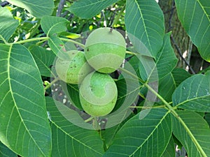 Three green walnuts