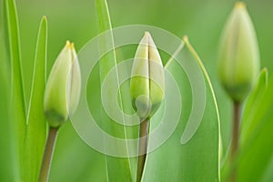 Three green young tulips grow in the spring garden