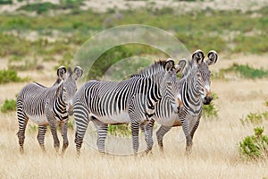 Three Grevy`s Zebra in Samburu National Reserve Kenya