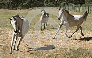 Three Grey Arabian Horses Running Free