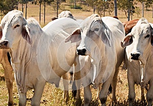 Three Grey Brahman Beef Cows