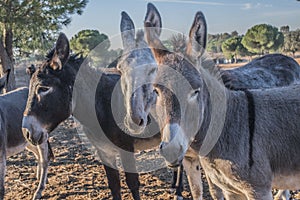 Three grey donkeys