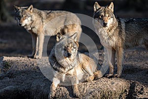 Three Grey wolf in the forest
