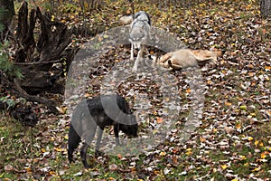 Three Grey Wolves Canis lupus Frolic in Leafy Environment Autumn