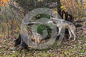 Three Grey Wolves Canis lupus Look Left Autumn