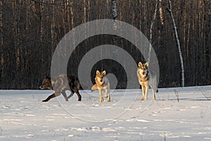 Three Grey Wolves Canis lupus Stand in Field Winter