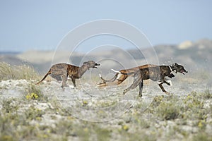 Three Greyhounds running at field