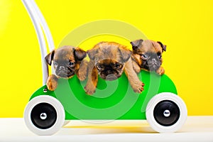 Three griffon baby dog in green shopping trolley