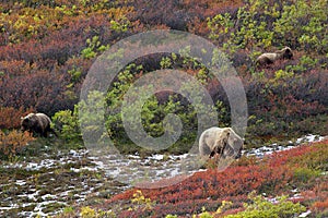 Three grizzly bears in tundra