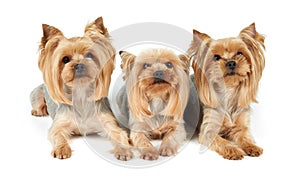 Three groomed dogs over white