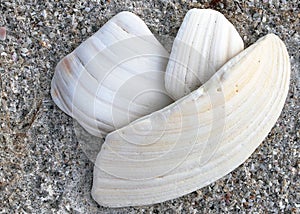 Three grooved shells