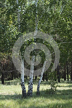 Three growing birches background pine forest.
