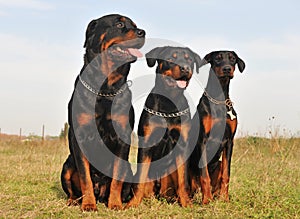 Three guard dogs