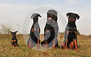 Three guard dogs and pinsher