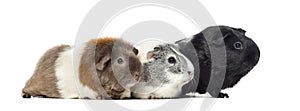 Three Guinea pigs, carvia porcellus, isolated