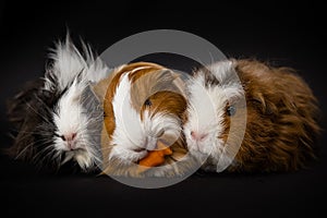 Three guinea pigs eating a carrot