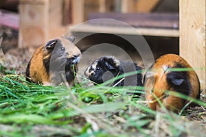 Three guinea pigs eating grass