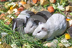 Three Guinea pigs on green grass.