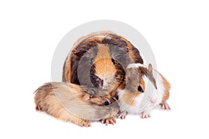 Three Guinea Pigs