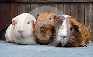 Three Guinea Pigs in a row