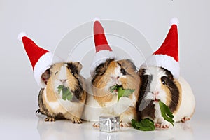 Three guinea pigs with santa hats