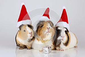 Three guinea pigs with santa hats