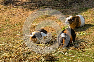 Three guinea pigs are walking in the meadow.