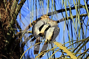 Guira Cuckoos on a Branch photo