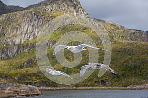 Three gulls in flight on coast