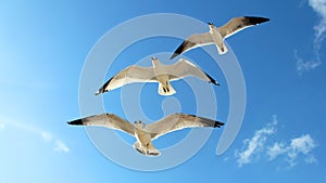 Three Gulls Flying