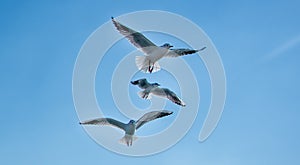 Three gulls