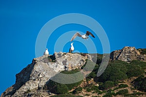 Three gulls on the mountain