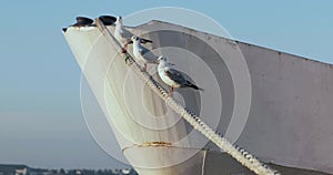 Three gulls sitting on rope. ship stands near pier. ship sway on waves