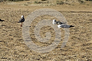 The three gulls stand on the sand