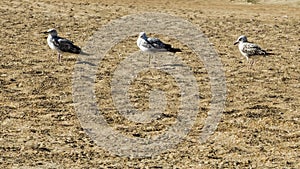 The three gulls stand on the sand