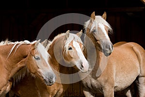 Three Haflinger on black background