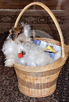 Fox terrier puppy climbed into a wicker basket photo