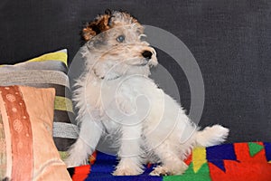 Three and a half month old fox terrier sits on the couch