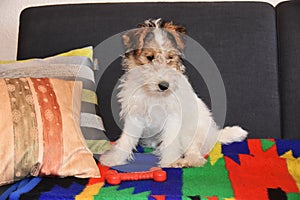 Three and a half month old fox terrier sits on the couch