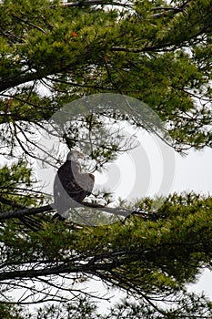 Three and a half year old bald eagle (Haliaeetus leucocephalus) perched on a pine branch