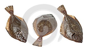 Three halibuts isolated on transparent background, clipping path included photo