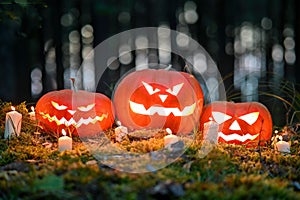 Three Halloween pumpkin head jack o lantern with burning candles in a scary deep night forest. Halloween holiday design concept