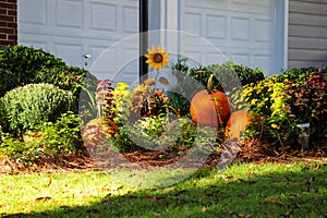 Three Halloween pumpkins in the garden surrounded by lush green plants with a yellow sunflower in front of a home