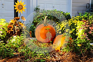 Three Halloween pumpkins in the garden surrounded by lush green plants with a yellow sunflower in front of a home