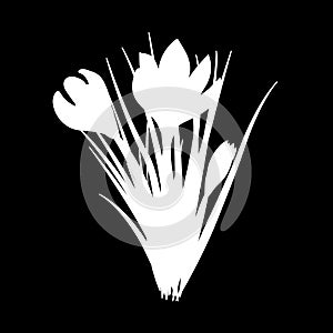 Three hand drawn crocus flowers. Elegant vintage card. Black and white silhouette. Vector illustration.