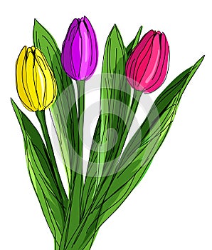 Three hand drawn red, purple and yellow tulips with green laeves isolated on white background. Vector illustration in