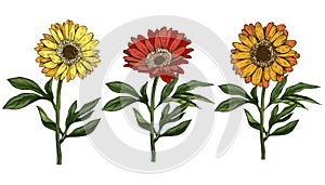 Three hand drawn yellow and red daisy flower with stem and leaves isolated on white background. Botanical illustration