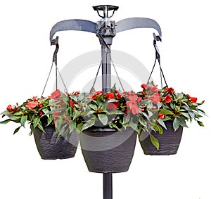 Three hanging pots with red Begonias