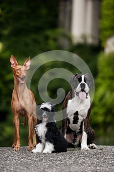 Three happy dogs: Boxer, Pharaoh Hound, Chinese Crested on the streets