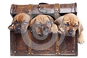 Three happy dogs on white background
